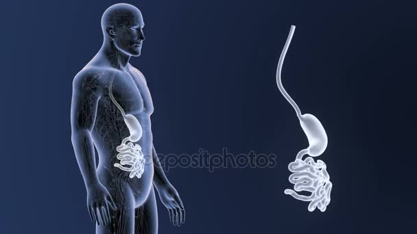 Estômago e intestino delgado — Vídeo de Stock