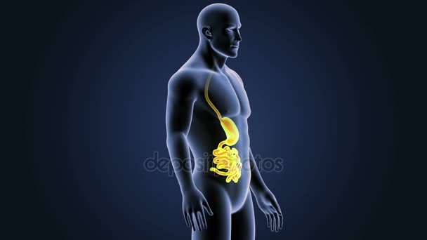 Estómago e intestino delgado — Vídeos de Stock