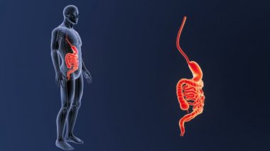 3d illüstrasyon insan mide ve bağırsak görüntülemek