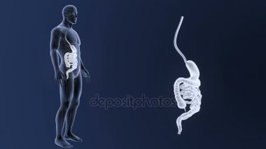 3d illüstrasyon insan mide ve bağırsak görüntülemek