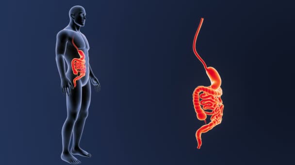 Estómago Humano Intestino Ver Ilustración — Vídeo de stock