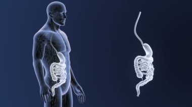 3d illüstrasyon insan mide ve bağırsak görüntülemek