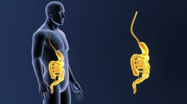 3d illüstrasyon insan mide ve bağırsak görüntülemek