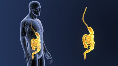 3d illüstrasyon insan mide ve bağırsak görüntülemek