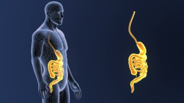 3d illüstrasyon insan mide ve bağırsak görüntülemek