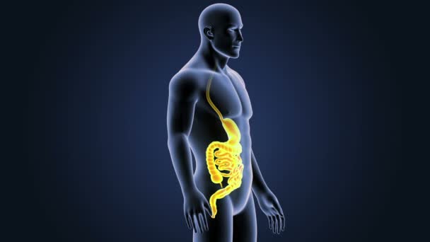 Human Stomach Intestine View Illustration — Stock Video