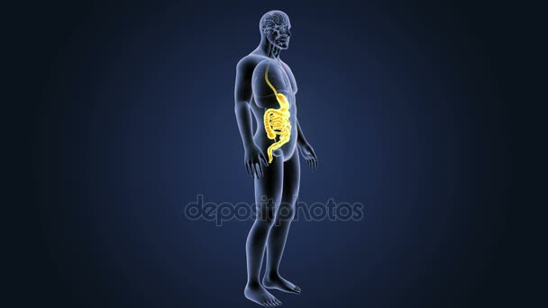 Estómago Humano Intestino Ver Ilustración — Vídeo de stock