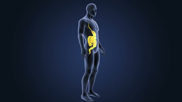 人間の胃と腸 図が表示されます — ストック動画