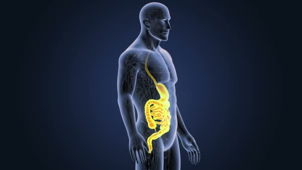 Human Stomach Intestine View Illustration — Stock Video