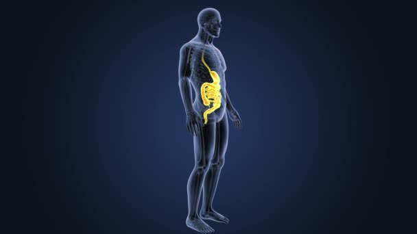 Ludzkiego Żołądka Jelit Zobacz Ilustracja — Wideo stockowe
