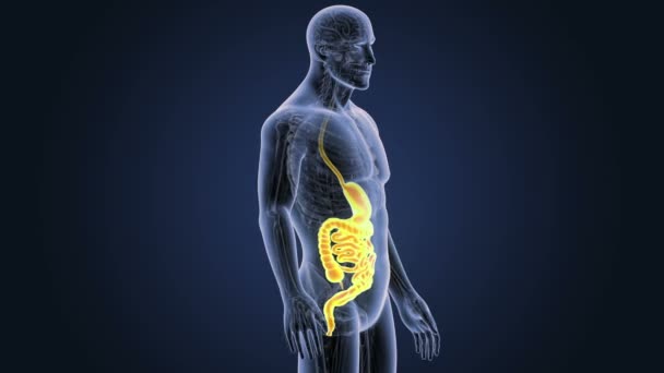 Estómago Humano Intestino Ver Ilustración — Vídeo de stock