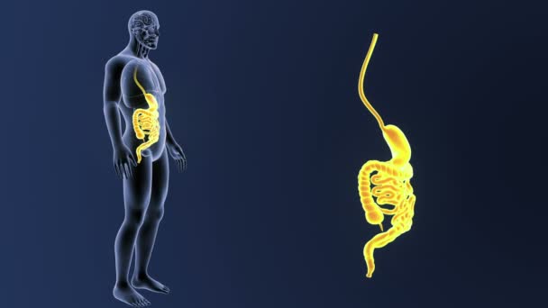 Estómago Humano Intestino Ver Ilustración — Vídeo de stock