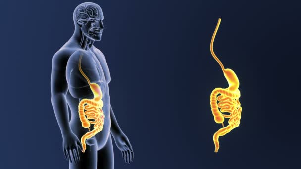 Estômago Humano Intestino Vista Ilustração — Vídeo de Stock