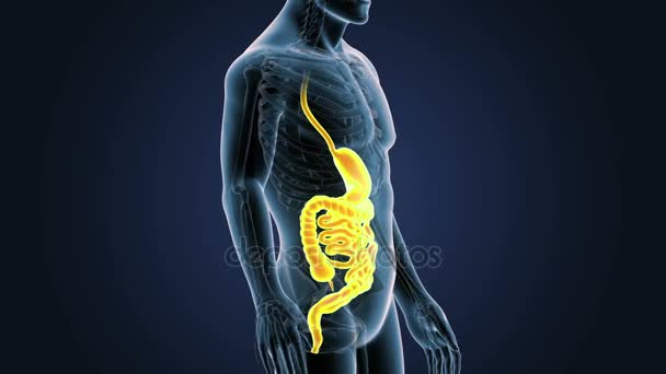 Ludzkiego Żołądka Jelit Zobacz Ilustracja — Wideo stockowe