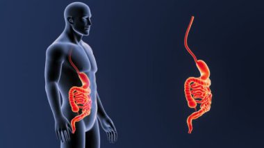 3d illüstrasyon insan mide ve bağırsak görüntülemek