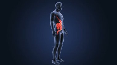 3d illüstrasyon insan mide ve bağırsak görüntülemek