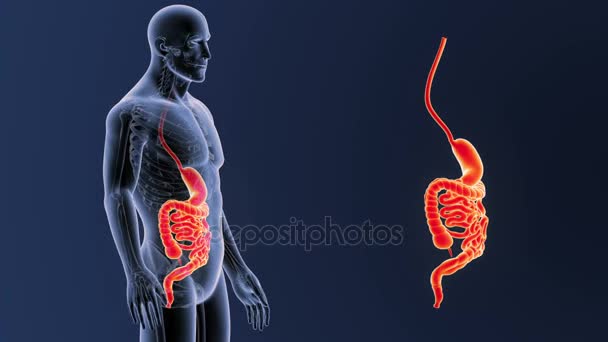 Estômago Humano Intestino Vista Ilustração — Vídeo de Stock