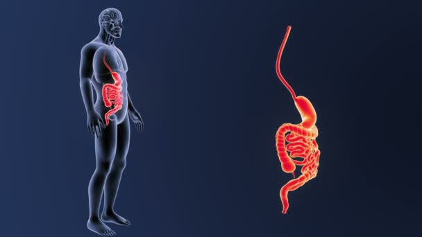 Estómago Humano Intestino Ver Ilustración — Vídeos de Stock