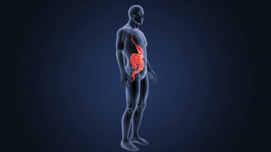 3d illüstrasyon insan mide ve bağırsak görüntülemek