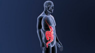 3d illüstrasyon insan mide ve bağırsak görüntülemek