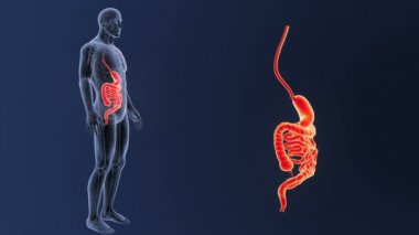 3d illüstrasyon insan mide ve bağırsak görüntülemek