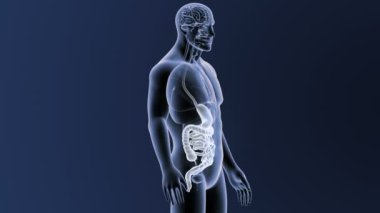 3d illüstrasyon insan mide ve bağırsak görüntülemek