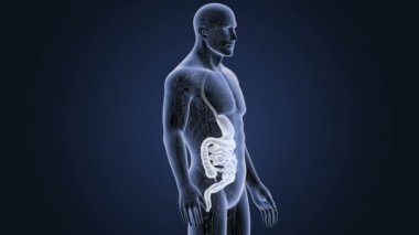 3d illüstrasyon insan mide ve bağırsak görüntülemek