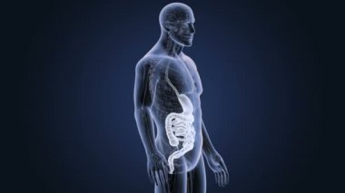 3d illüstrasyon insan mide ve bağırsak görüntülemek