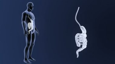 3d illüstrasyon insan mide ve bağırsak görüntülemek