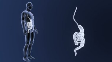 3d illüstrasyon insan mide ve bağırsak görüntülemek