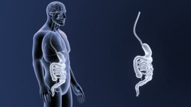 3d illüstrasyon insan mide ve bağırsak görüntülemek