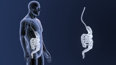 3d illüstrasyon insan mide ve bağırsak görüntülemek