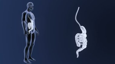 3d illüstrasyon insan mide ve bağırsak görüntülemek