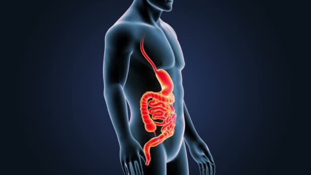 Estómago Humano Intestino Ver Ilustración — Vídeos de Stock