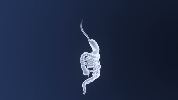 Estómago Humano Intestino Ver Ilustración — Vídeos de Stock