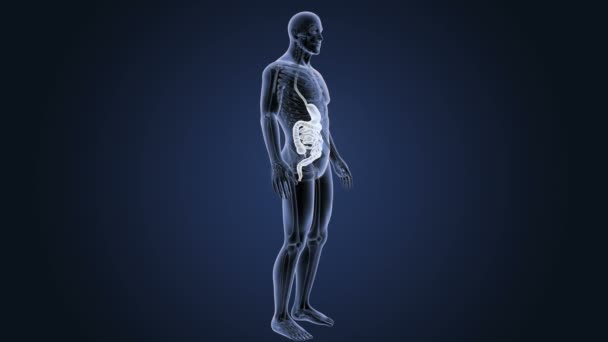 Estómago Humano Intestino Ver Ilustración — Vídeo de stock