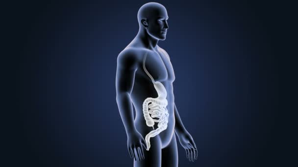 Estômago Humano Intestino Vista Ilustração — Vídeo de Stock