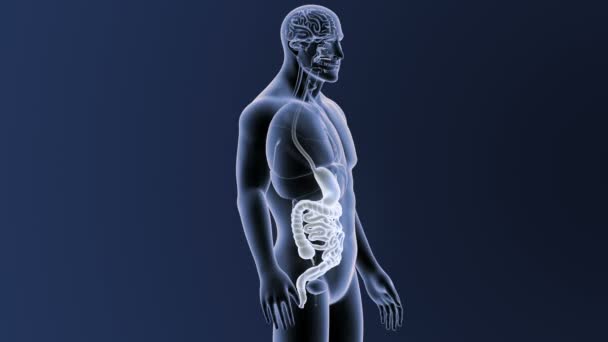 Estomac humain et l'intestin vue 3d illustration 