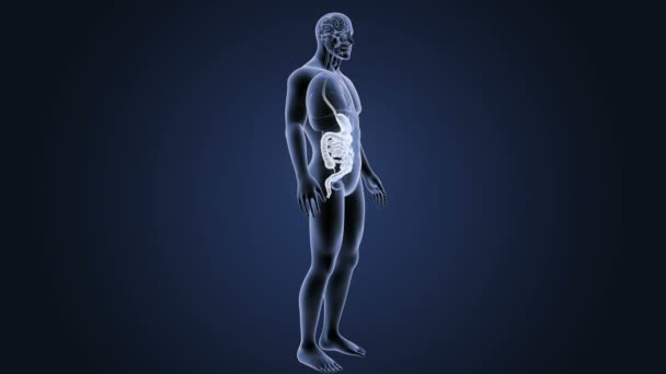 Stomaco Umano Intestino Visualizzazione Illustrazione — Video Stock