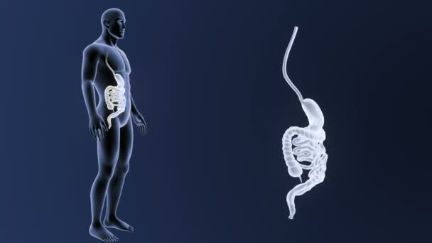 人間の胃と腸 図が表示されます — ストック動画