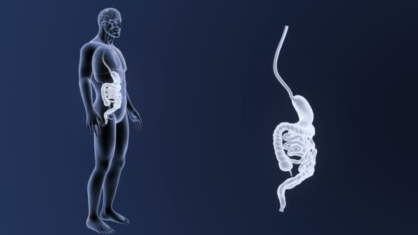 Human Stomach Intestine View Illustration — Stock Video