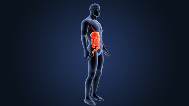 蓝色背景下人体消化系统的骨架后视 — 图库视频影像