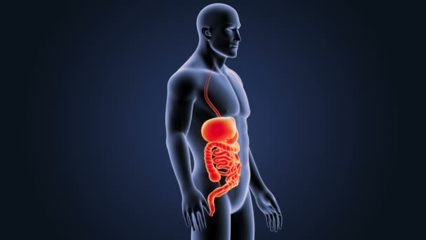Esqueleto Visão Posterior Sistema Digestivo Humano Sobre Fundo Azul — Vídeo de Stock