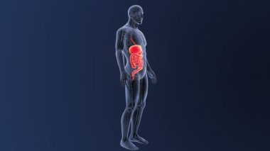 insan sindirim sistemi iskelet arka görünümü mavi zemin üzerine