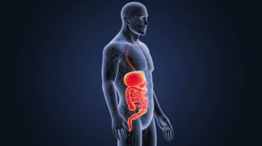 insan sindirim sistemi iskelet arka görünümü mavi zemin üzerine