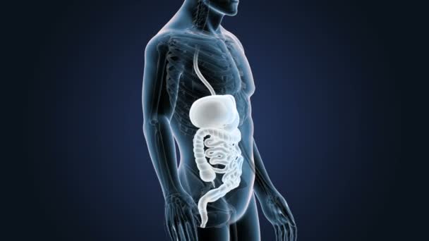 Esqueleto Visão Posterior Sistema Digestivo Humano Sobre Fundo Azul — Vídeo de Stock