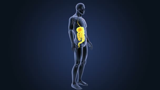 Squelette Vue Postérieure Système Digestif Humain Sur Fond Bleu — Video