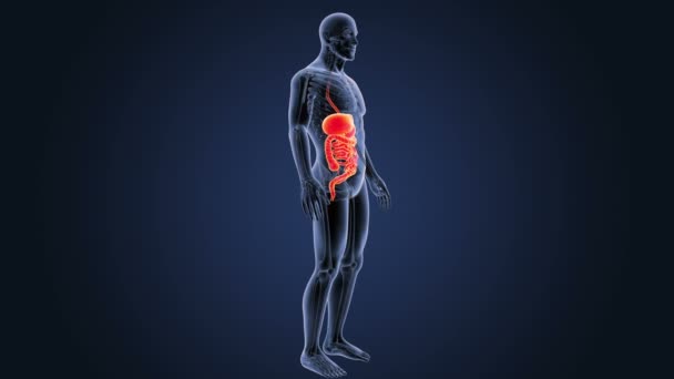 Scheletro Vista Posteriore Del Sistema Digestivo Umano Sfondo Blu — Video Stock