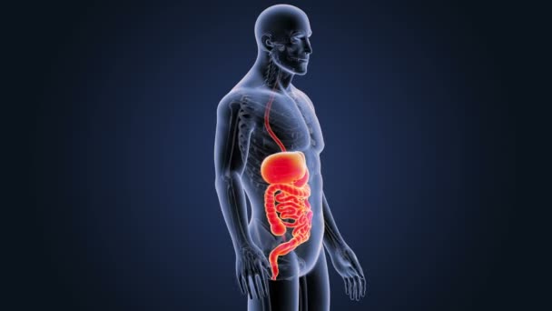 Skeleton Posterior View Human Digestive System Blue Background — Stock Video