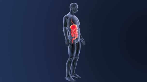 Scheletro Vista Posteriore Del Sistema Digestivo Umano Sfondo Blu — Video Stock